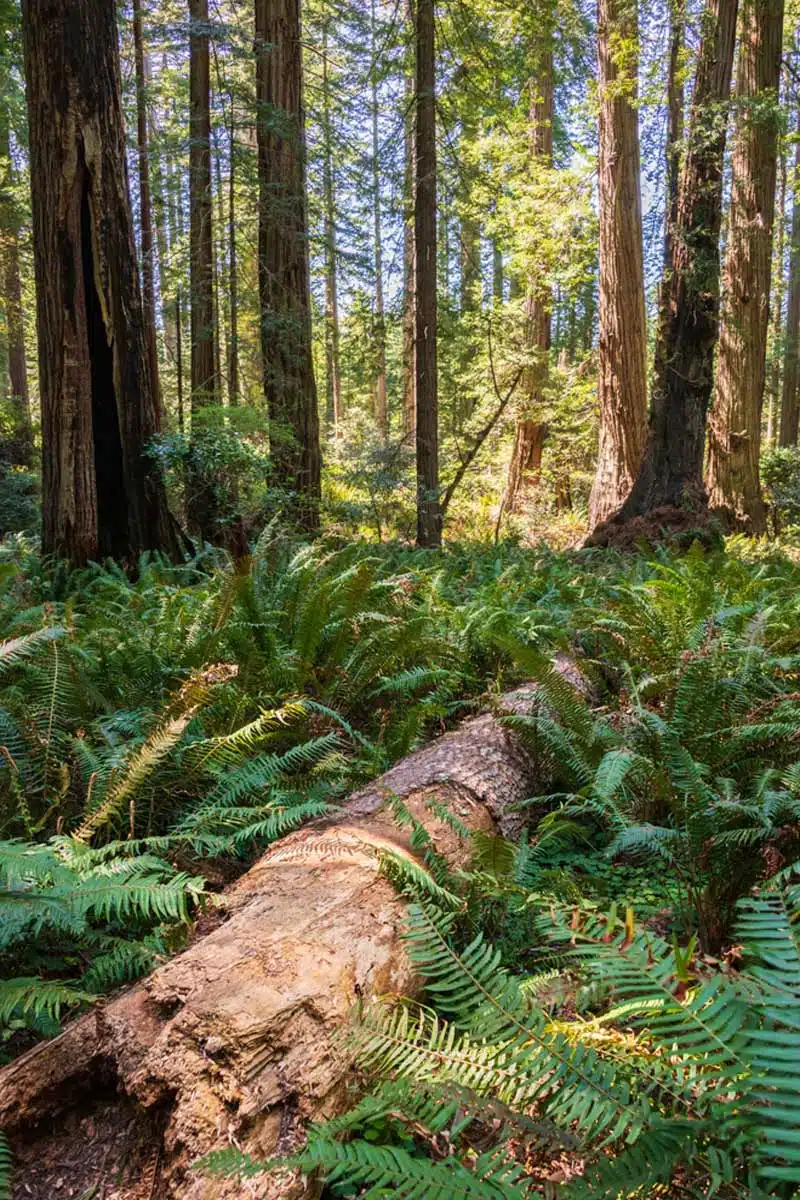 Redwood National Park