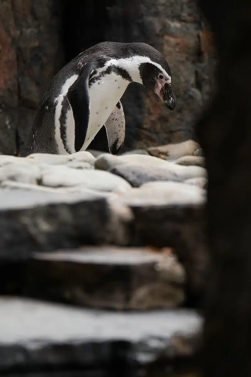 Atacama Desert Penguins