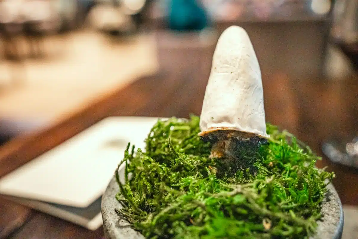 White mushroom-shaped bite standing in green moss in a stone bowl at Boragó, Santiago