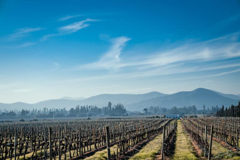 Visiting Casablanca Valley, Chile – Delve into Chile’s Winemaking Heritage