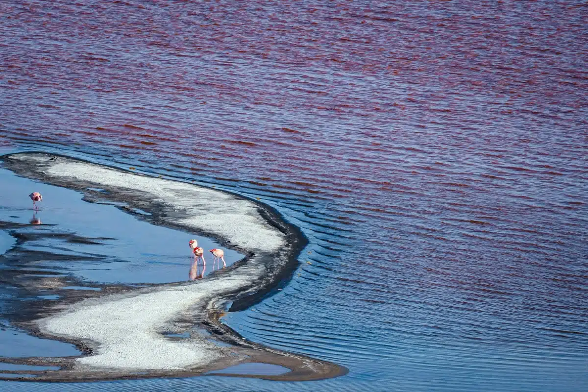 Flamingos Laguna Colorada 