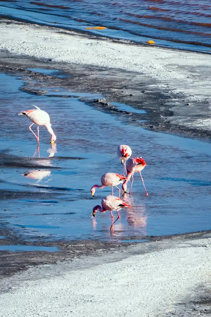 Flamingos Laguna Colorada