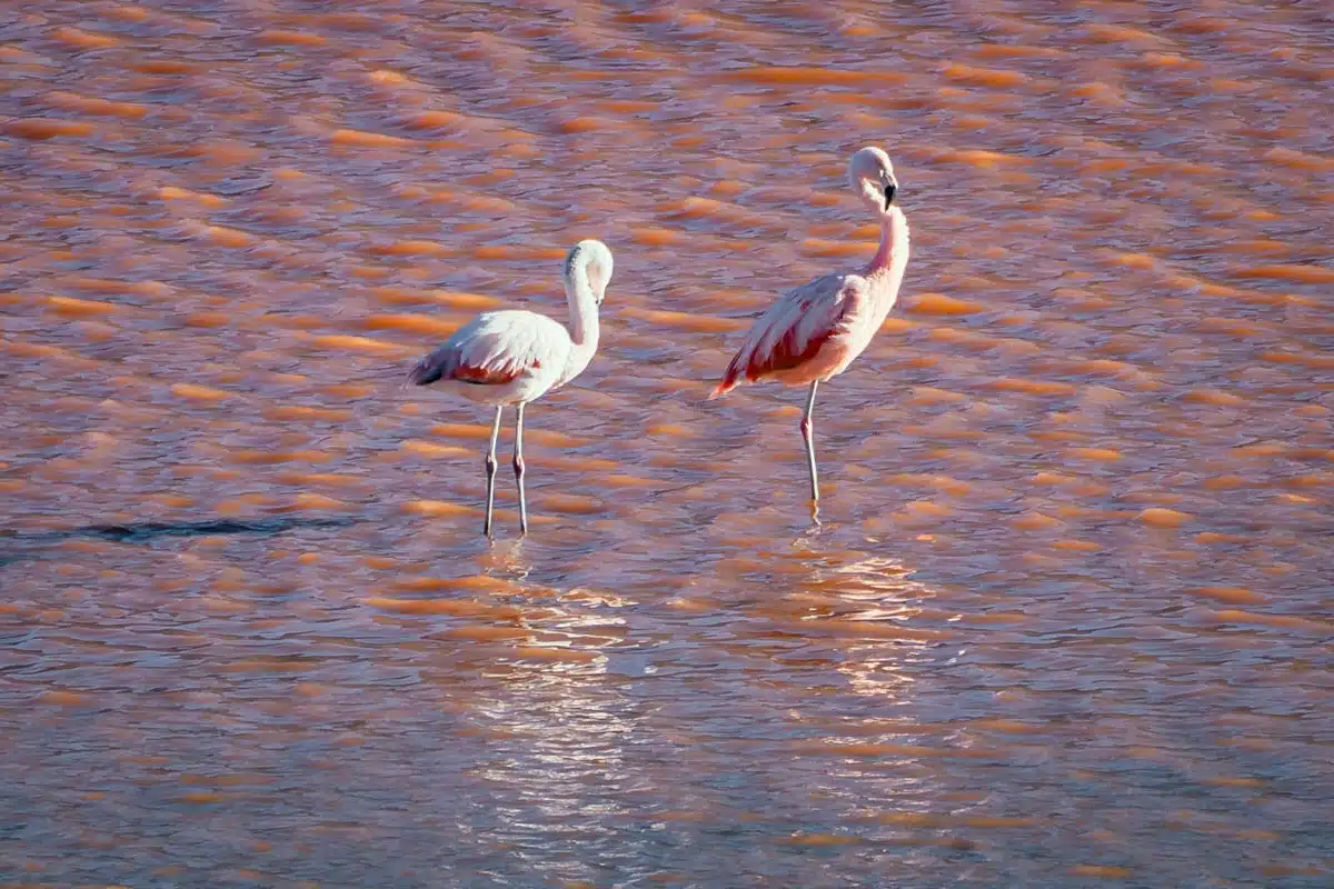 Flamingos Laguna Colorada, Bolivia-5