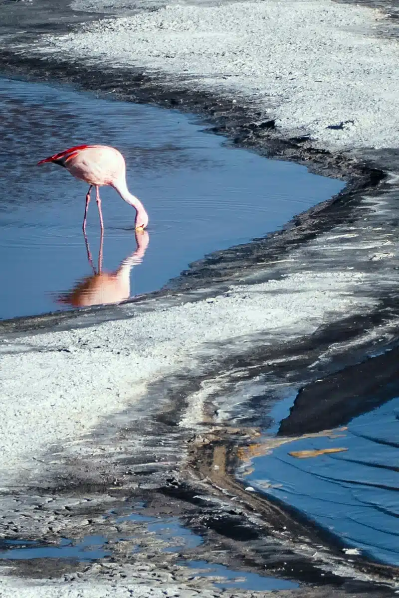 Flamingos on Laguna Colorada 