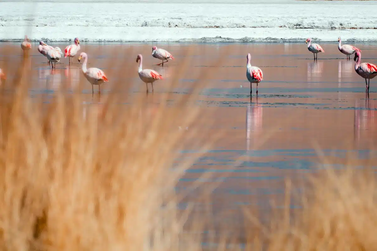 Flamingos feeding in the shallows of Laguna Chiarcota, Bolivia, behind golden tufts of puna grass