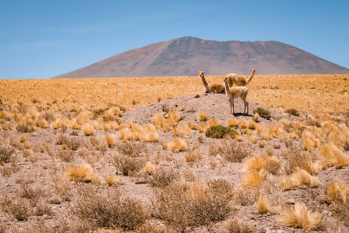 Vicuna in the Atacama