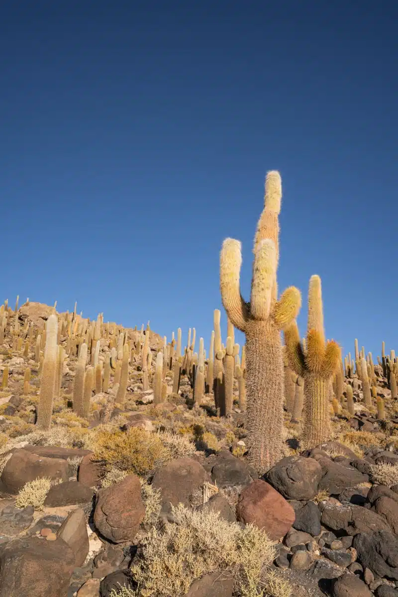 Tall columnar cactus among rocks on Isla Incahuasi in the middle of the Salar de Uyuni