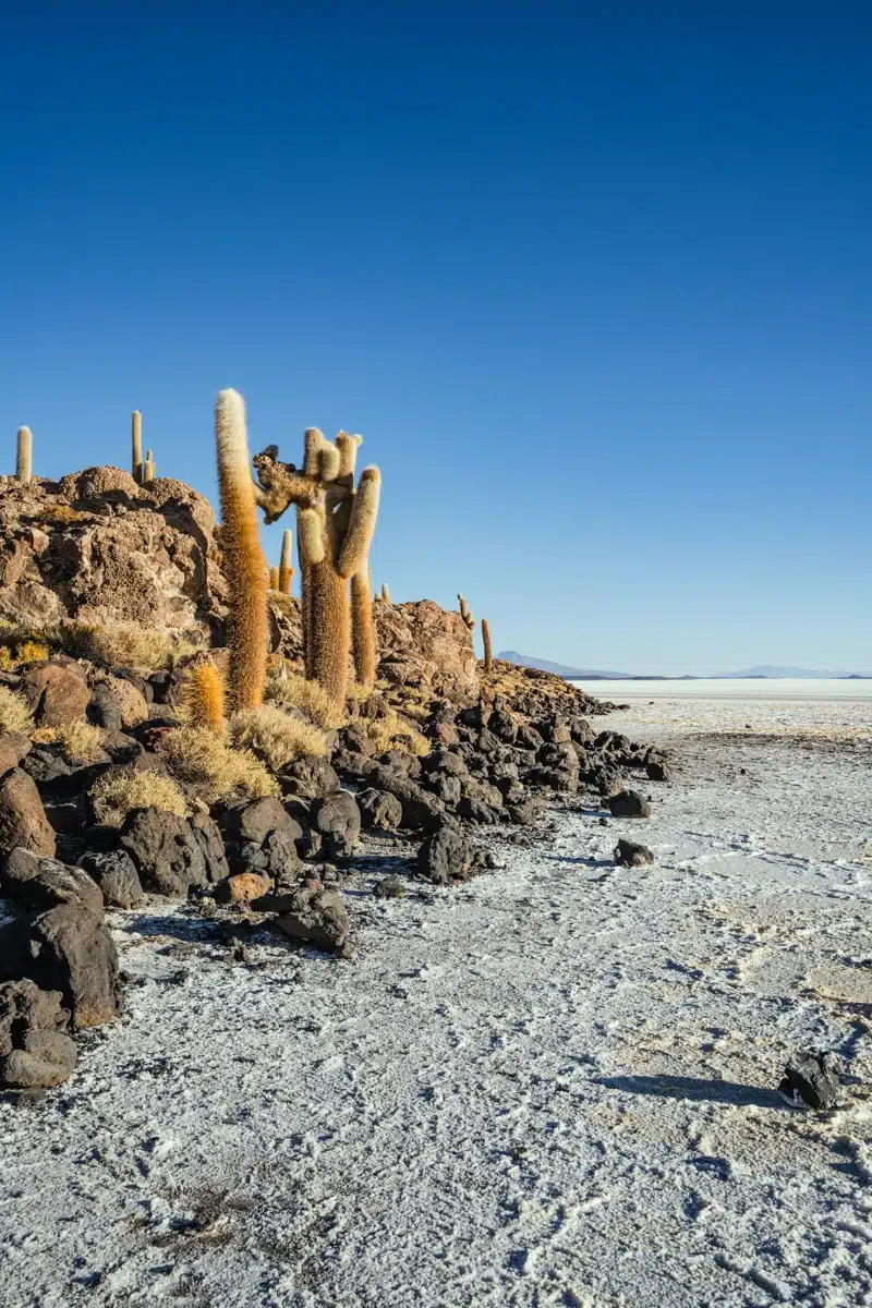 Isla Incahuasi, Salar de Uyuni Salt Flats, Bolivia-4