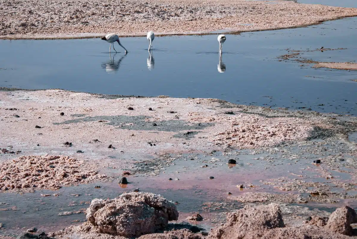 Laguna Chaxa