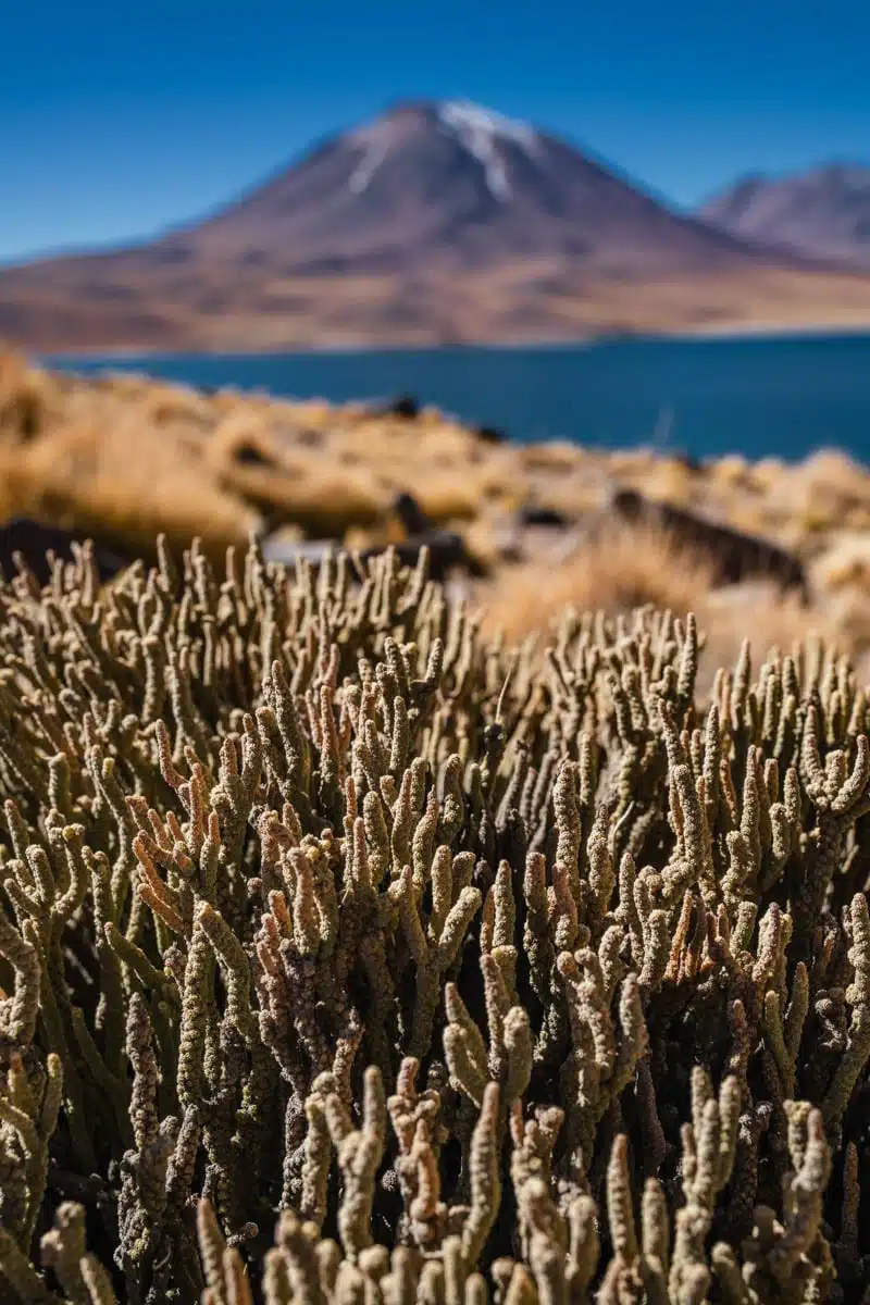 Laguna Miscanti,