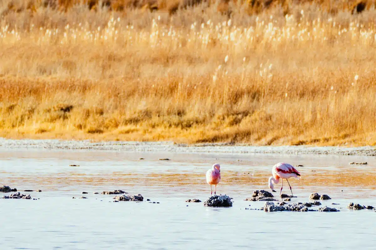 Two pink flamingos feeding in the shallows of Laguna Cejar in front of golden grass