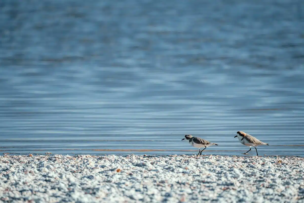 Two small wading birds on the white salt crust at the edge of Laguna Cejar