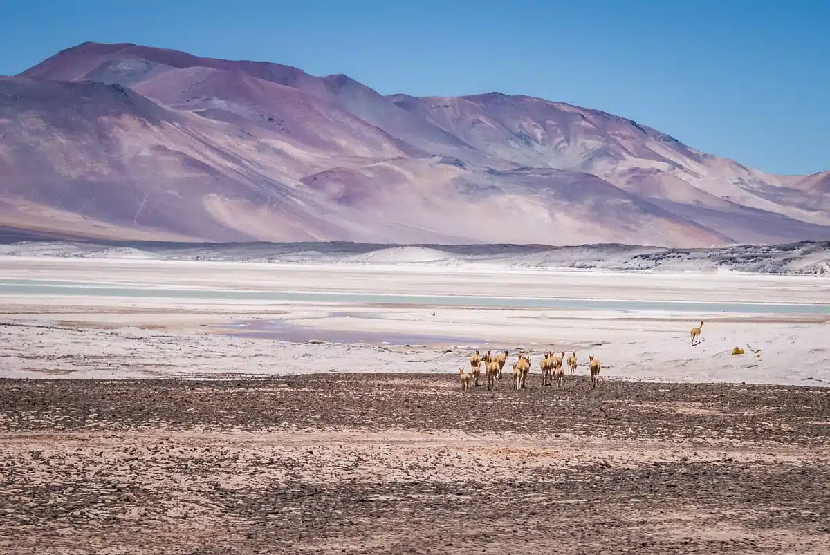 Herd of vicuñas crossing the white salt flat of the Salar de Talar below purple and pink mountains