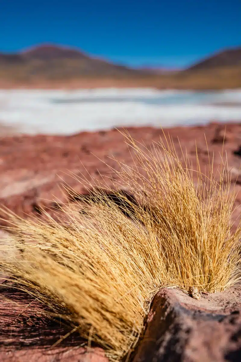 Tuft of golden puna grass among red volcanic rocks, with the white frozen lake of the Salar de Talar beyond