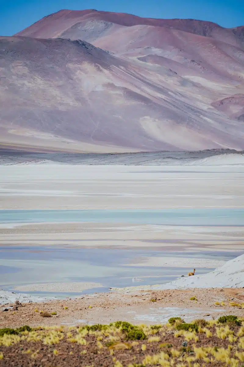Pink and purple mountains above the white salt and pale water of the Salar de Talar, with green grass in front