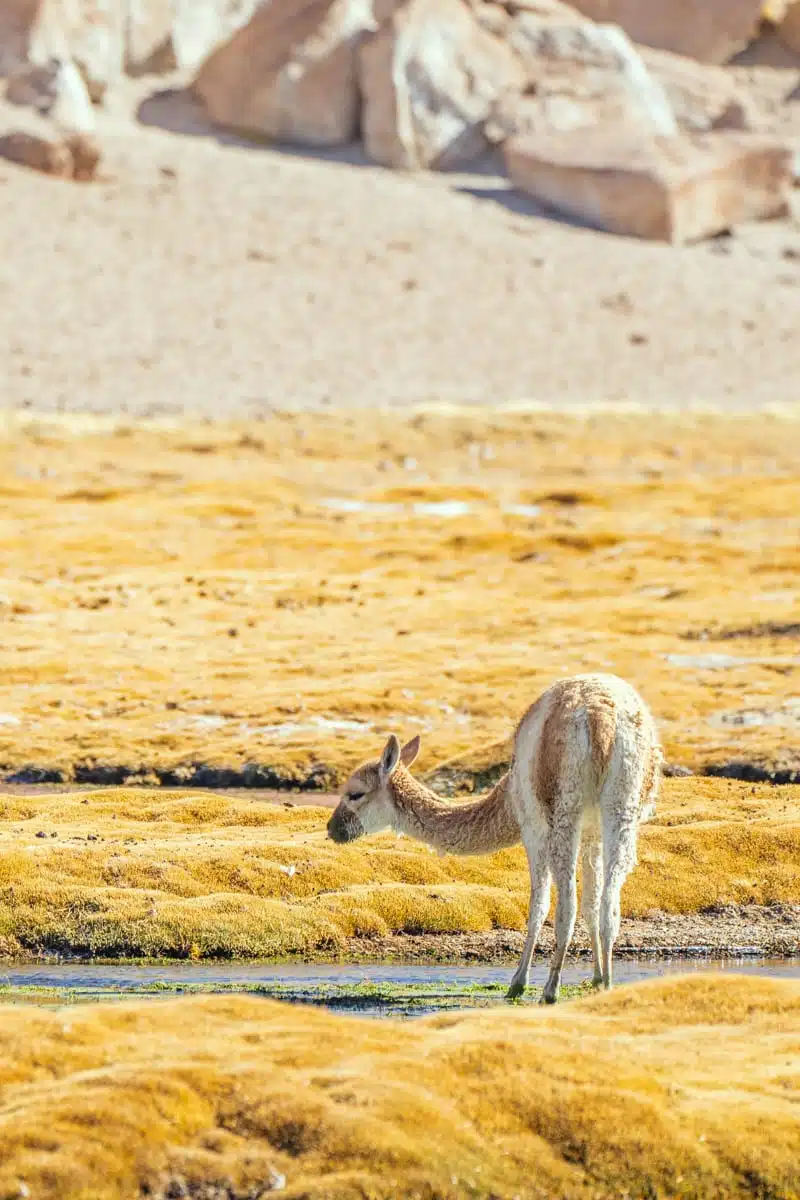 Vicunas Atacama Desert, Chile