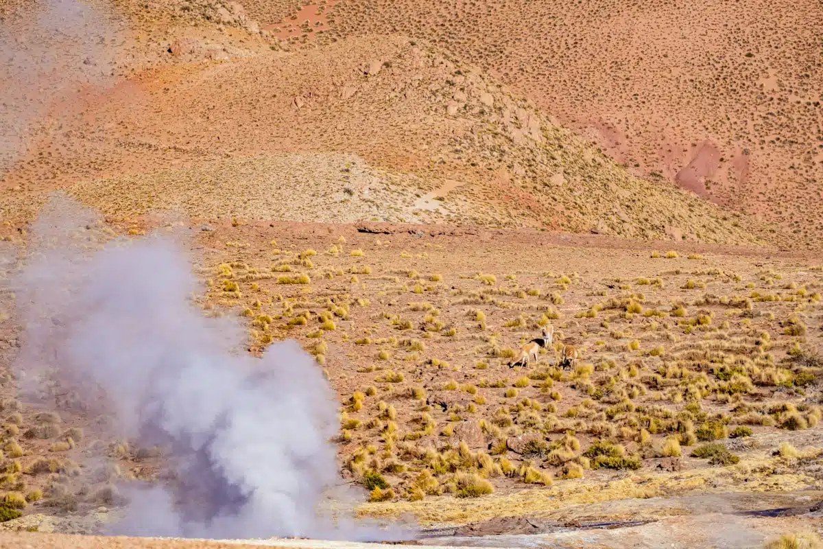 Two vicuñas grazing on yellow grass beyond a steaming fumarole at El Tatio