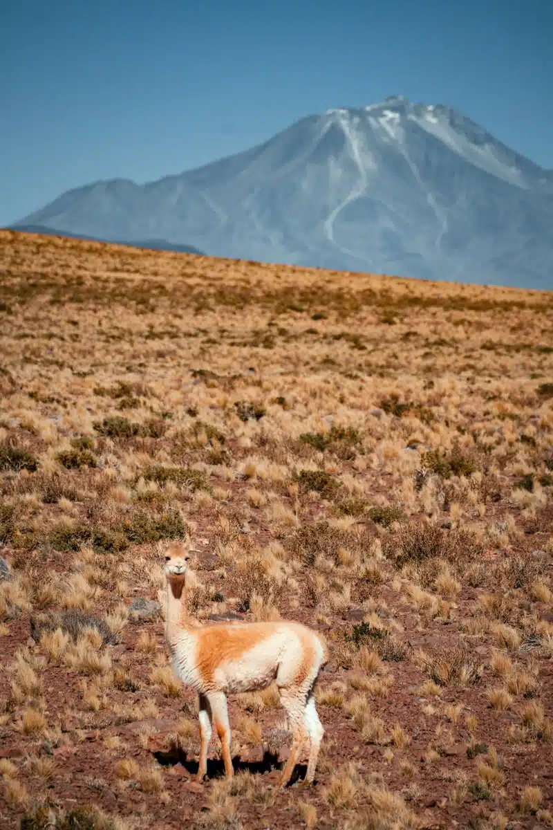 Vicunas High Altiplano, Atacama Desert, Chile