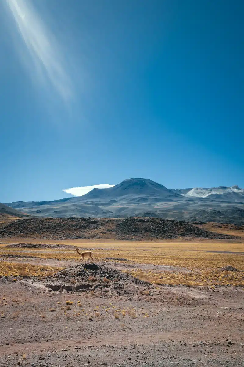 Vicunas High Altiplano, Atacama Desert, Chile