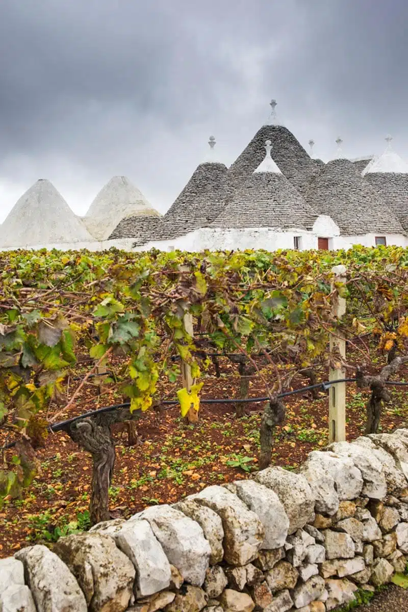 Vineyard Puglia