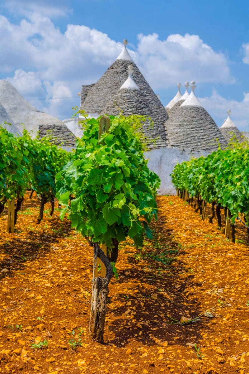 Vineyard Puglia