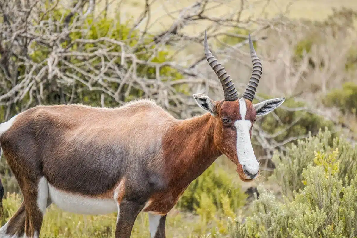 De Hoop South Africa