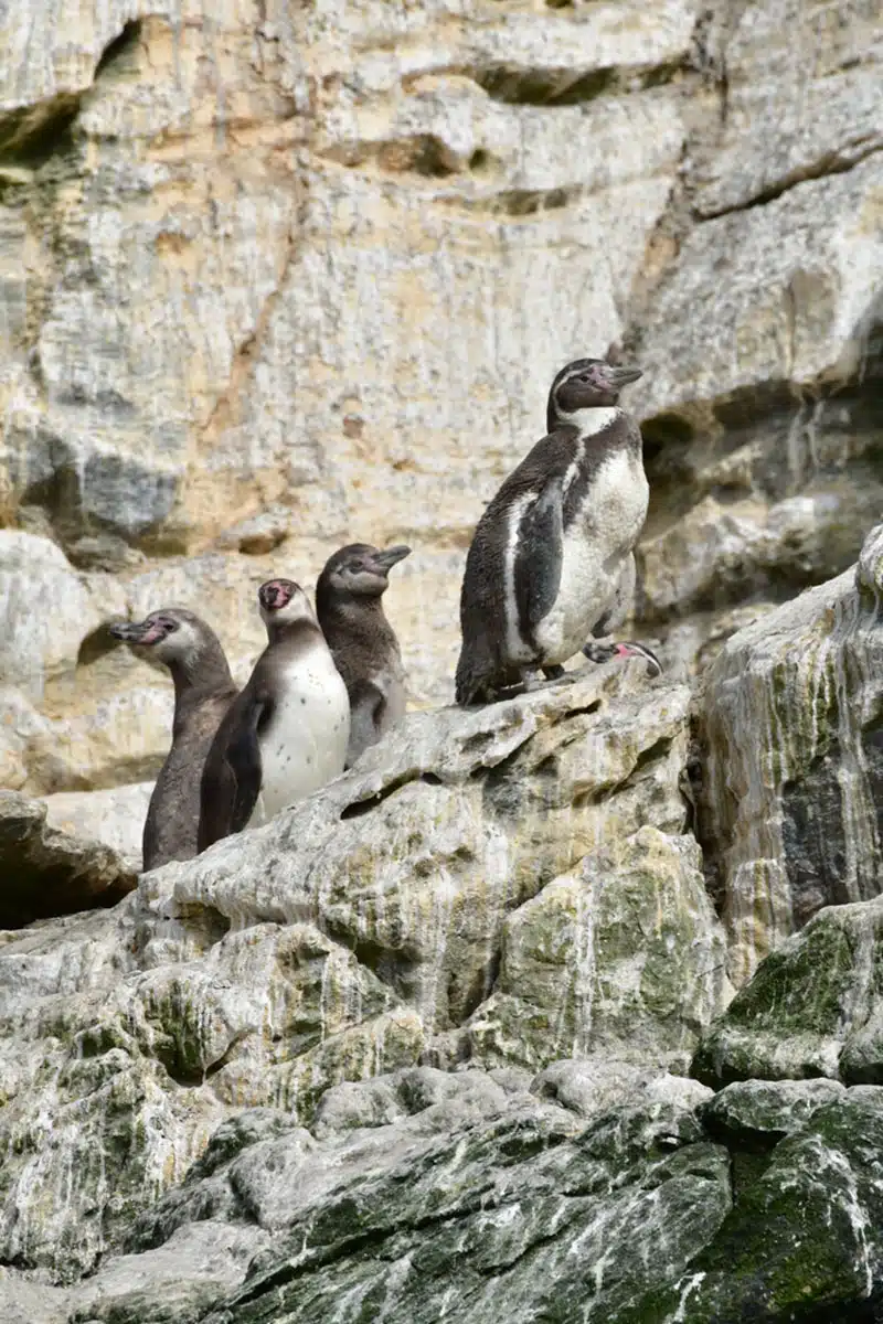 Humboldt Penguin National Reserve