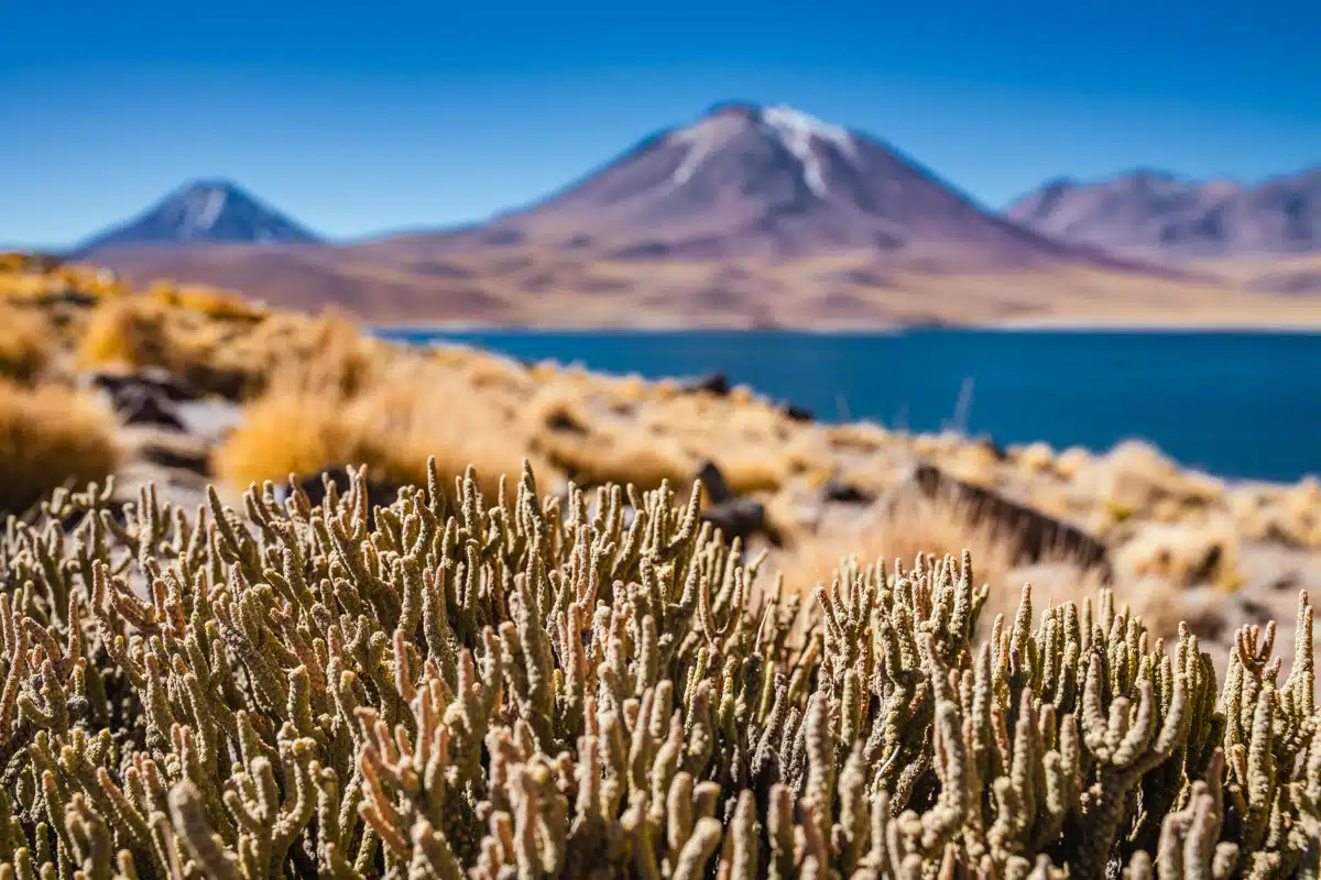 Laguna Miscanti