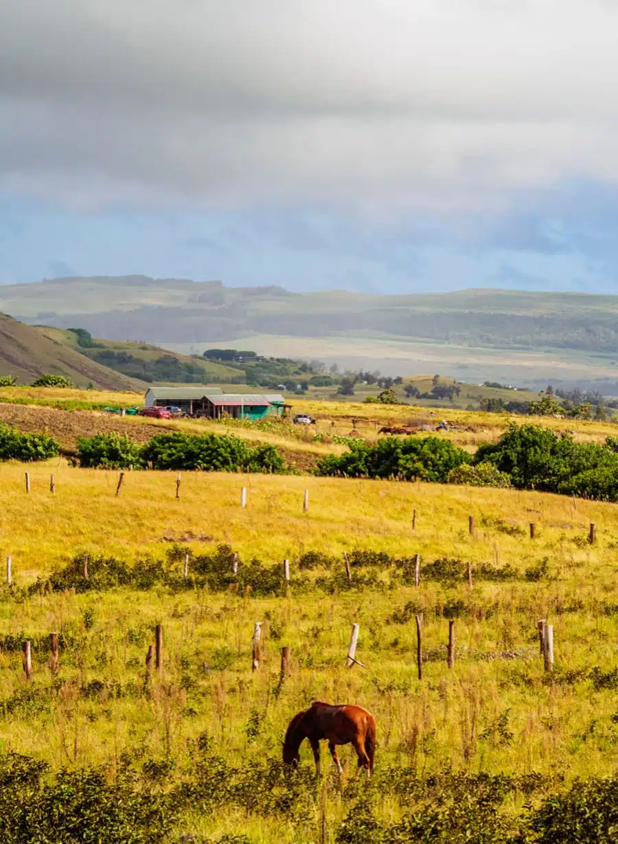 Maunga Terevaka Hike, Rapa Nui 