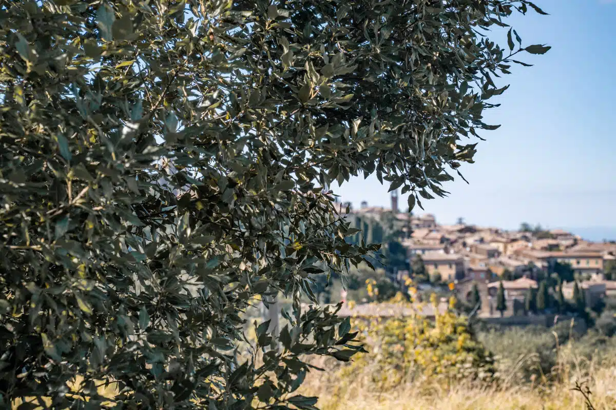 Montalcino Tuscany