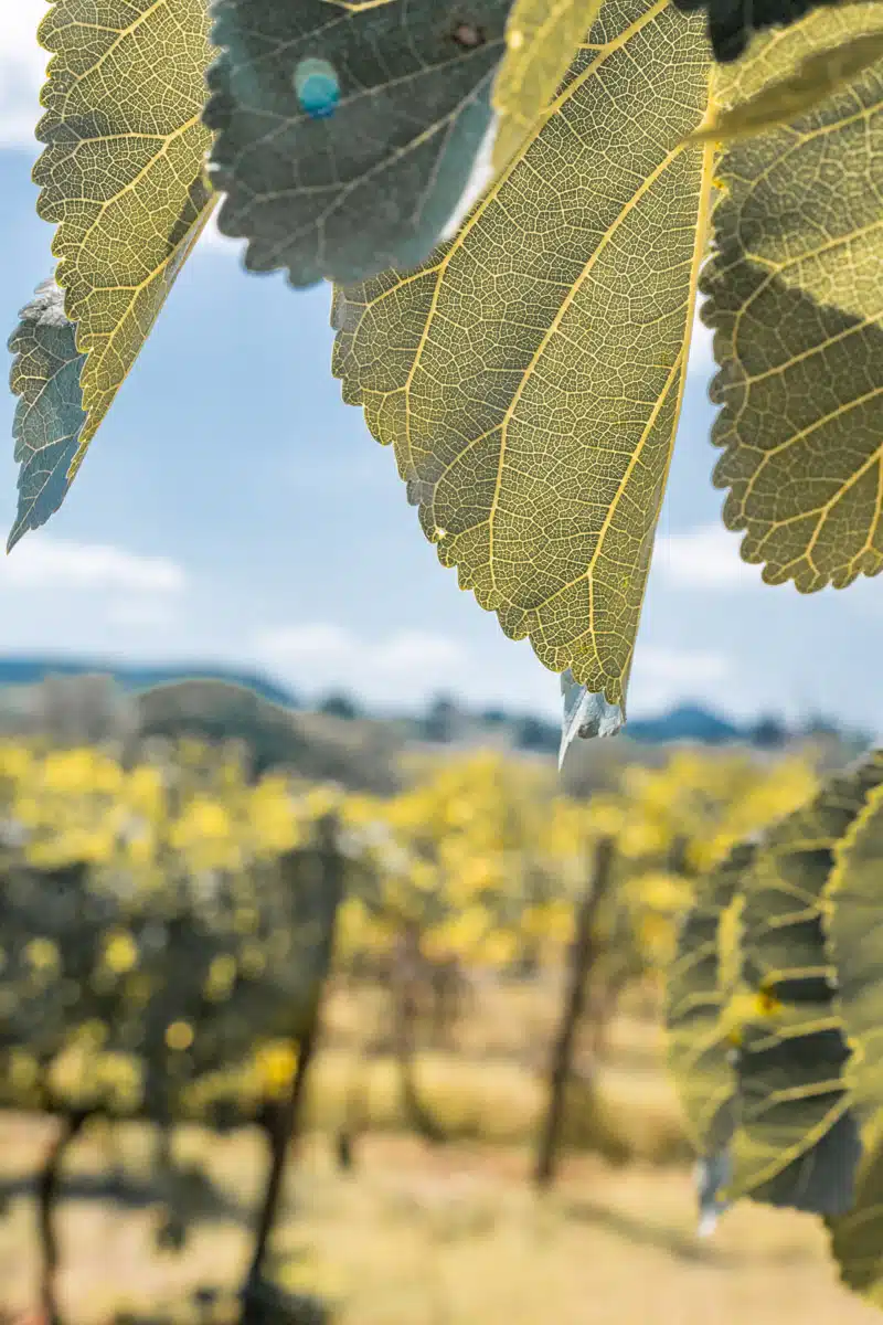 Poliziano Vineyard