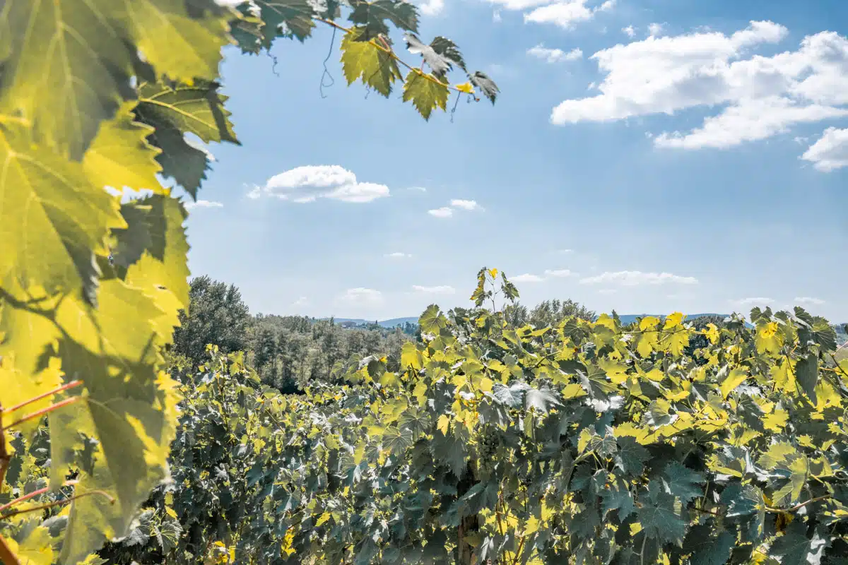 Poliziano Winery Montepulciano Tuscany-7