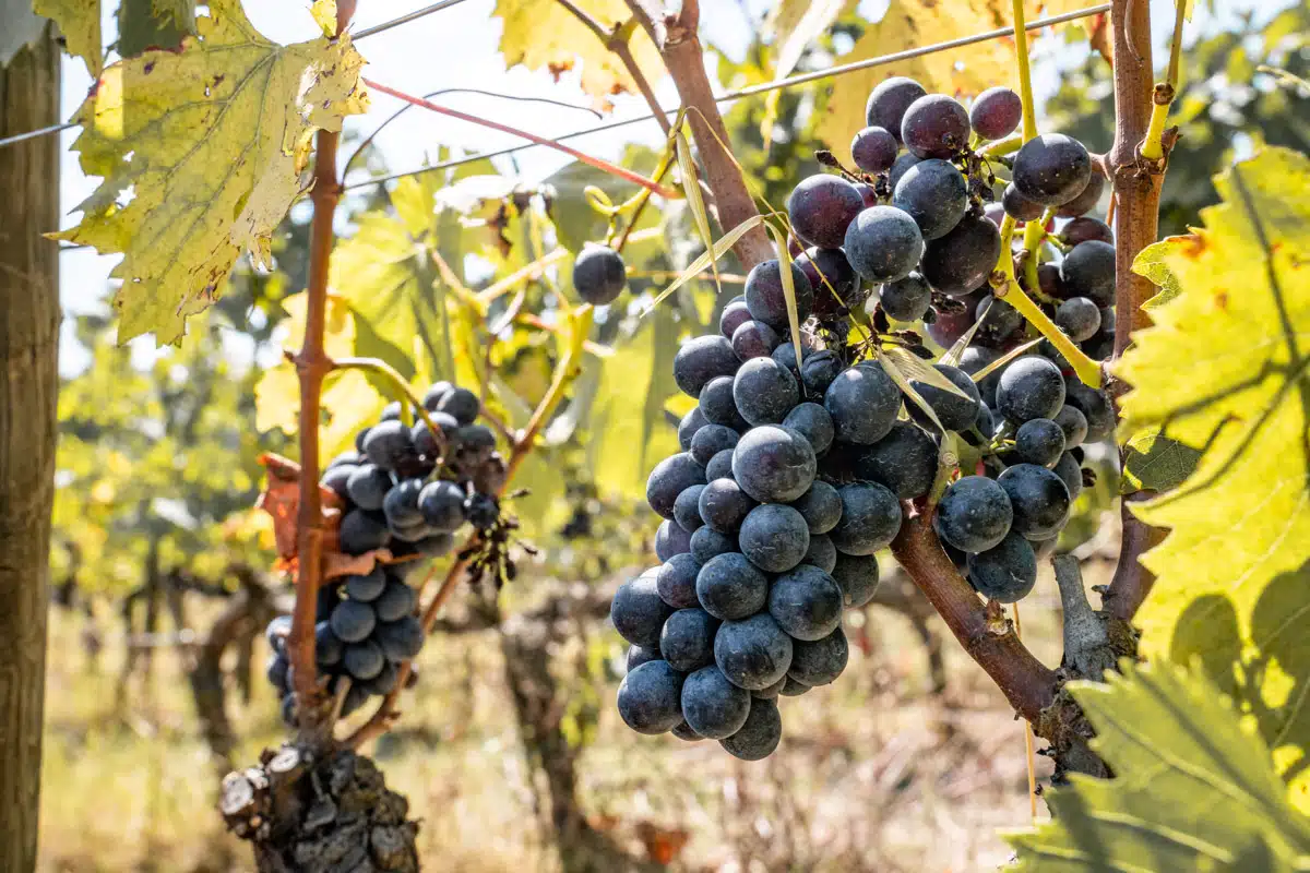 Poliziano Winery Montepulciano Tuscany-9