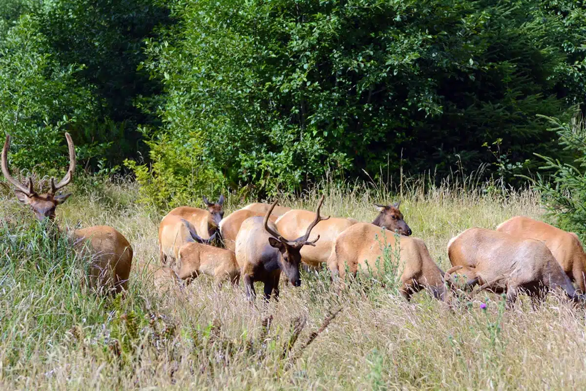 Elk Meadow