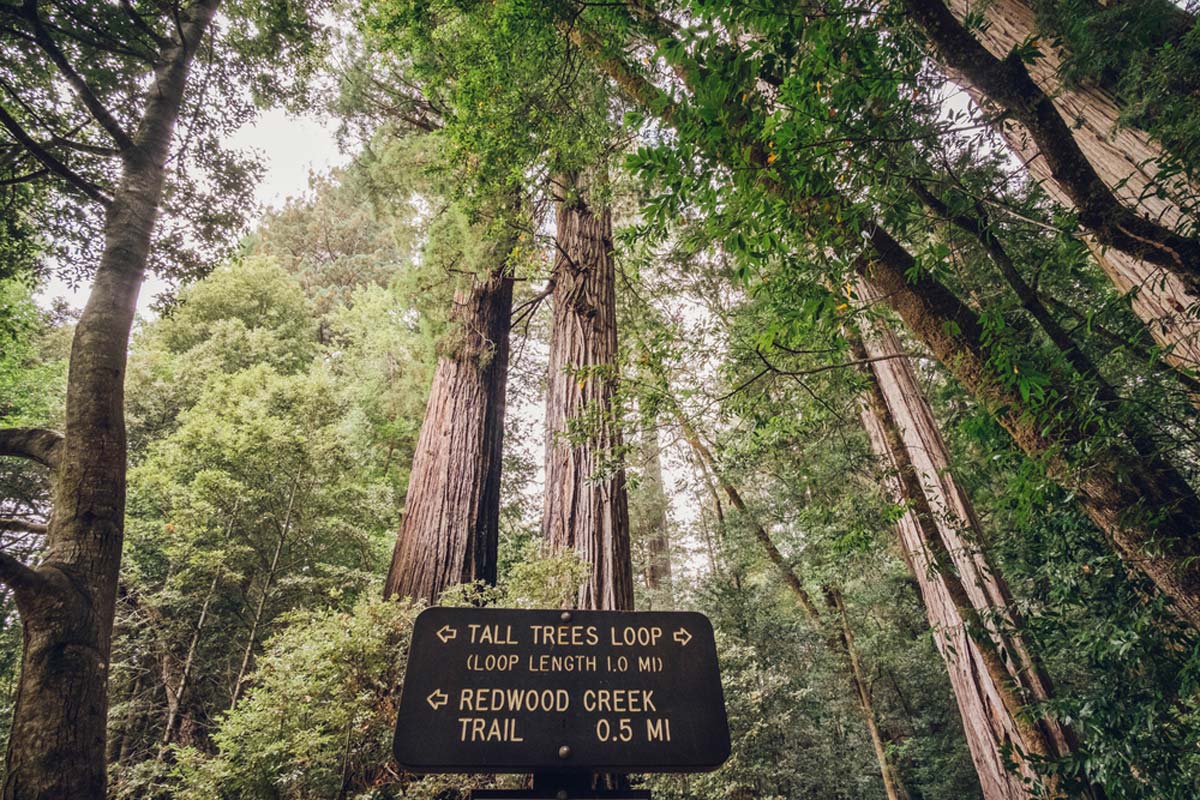 Tall Trees Grove Loop Trail, Redwood National Park 