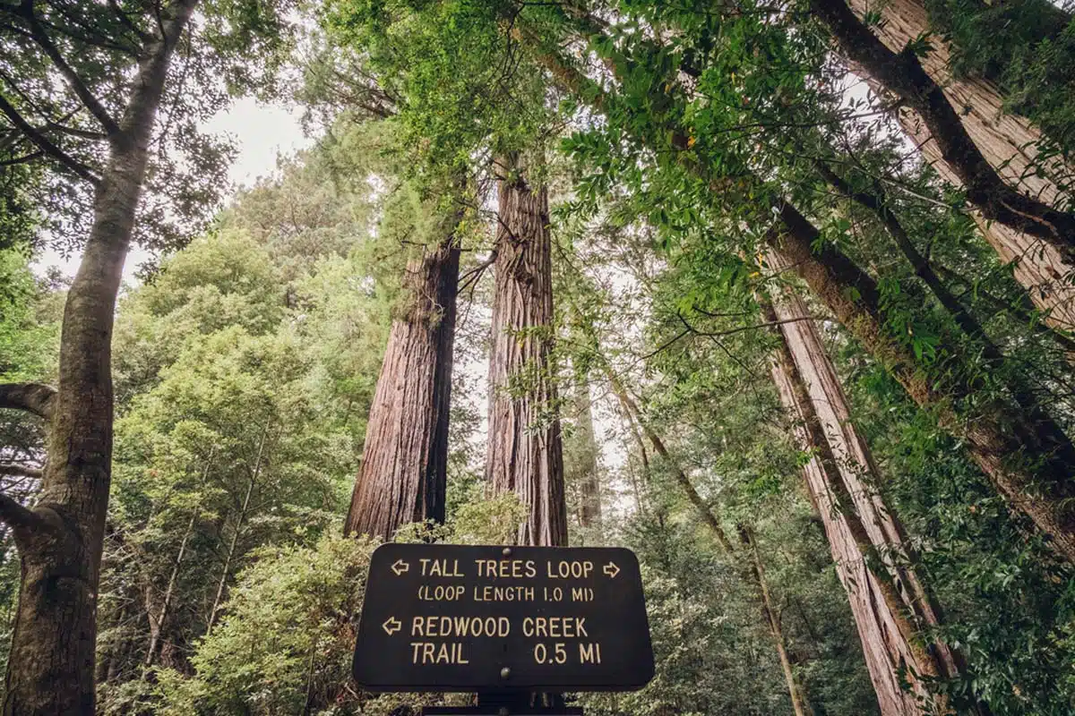 Tall Trees Grove Loop Trail, Redwood National Park 