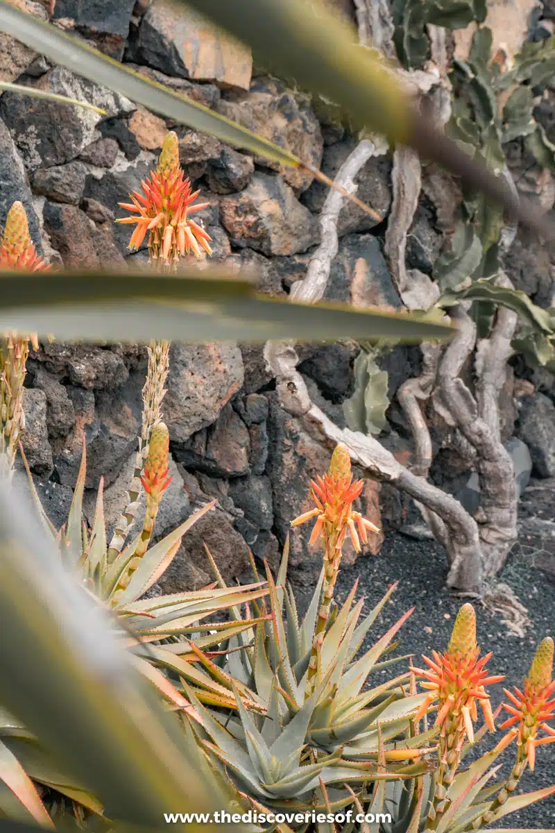 Jardin de Cactus Lanzarote