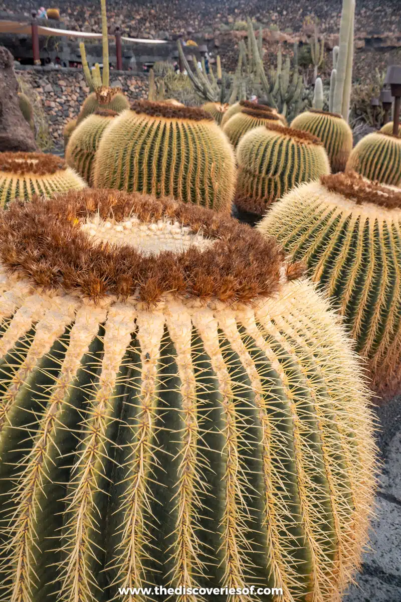 Jardin de Cactus Lanzarote-7