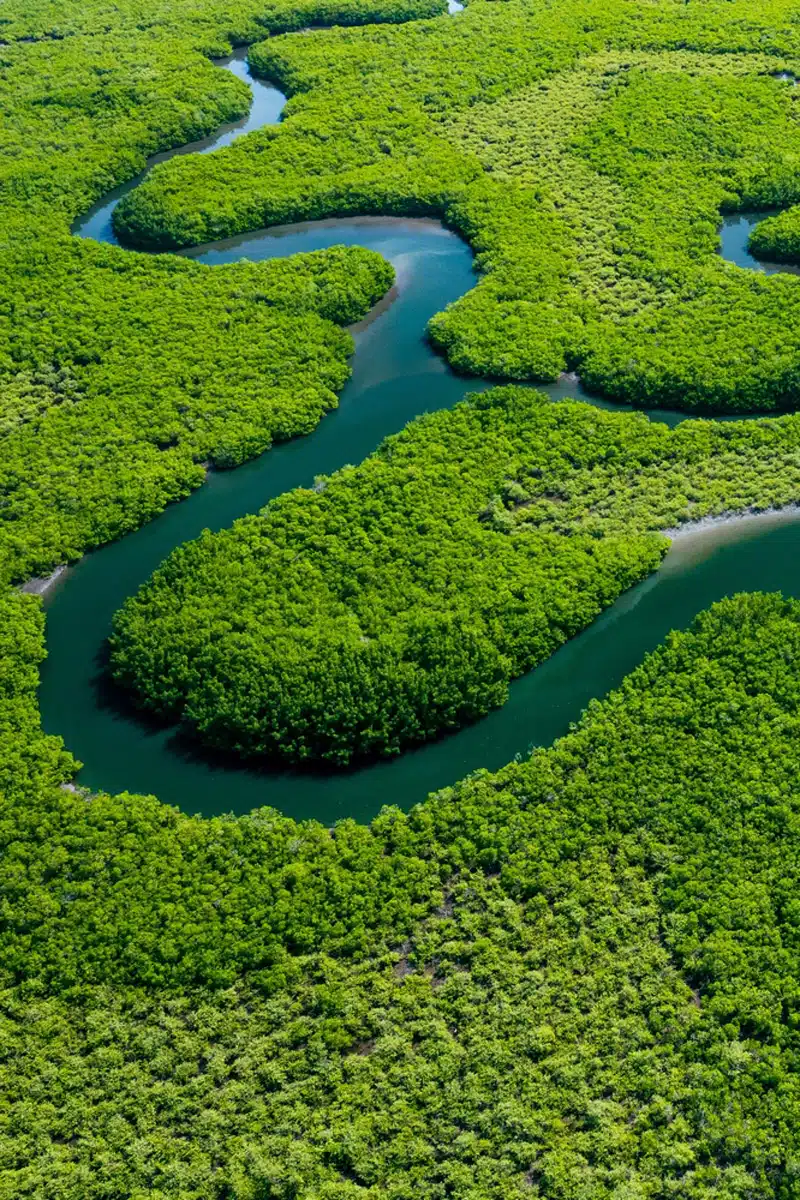 Amazon Rainforest