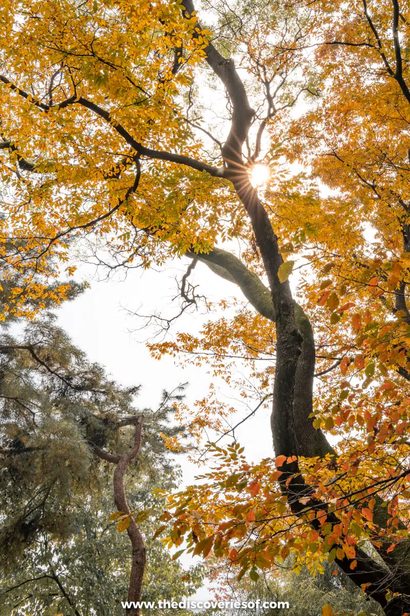Looking up through golden autumn leaves on a tall tree in the gardens of Changgyeonggung Palace, Seoul