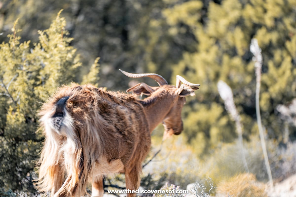 Goats in Western Milos