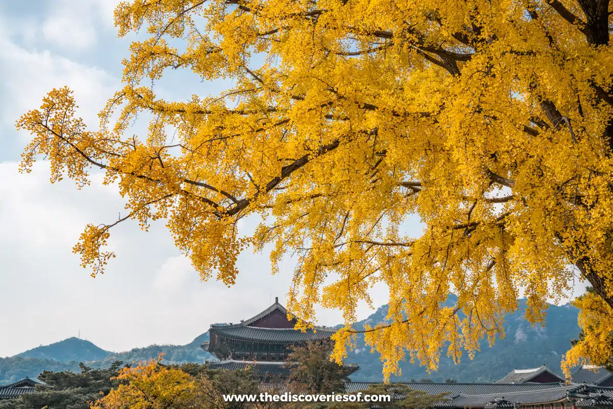 Gyeongbokgung Palace Seoul South Korea-5