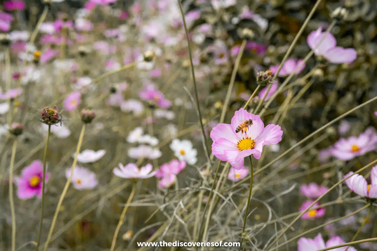 Pink and white cosmos flowers in the autumn borders of Jeonju Arboretum, South Korea