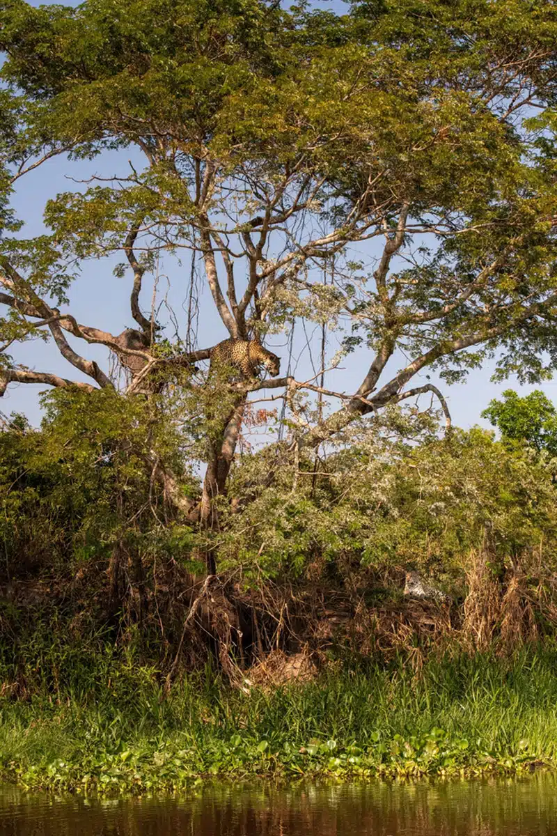 Pantanal