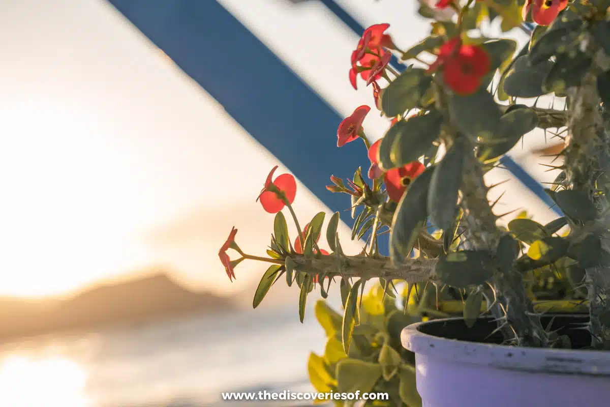 Pot of flowers at sunset