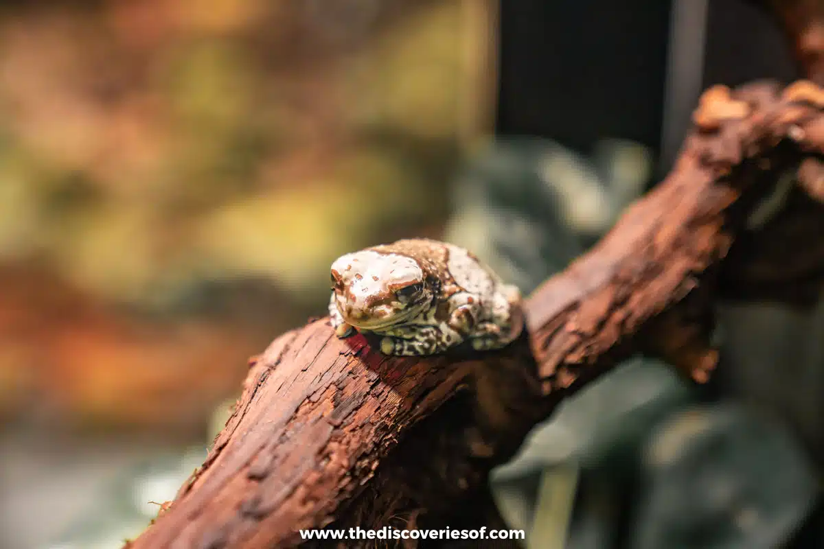 Frog exhibit