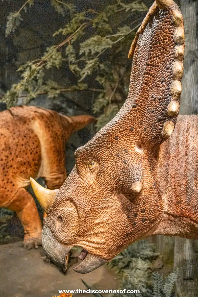 Dinosaur exhibit 