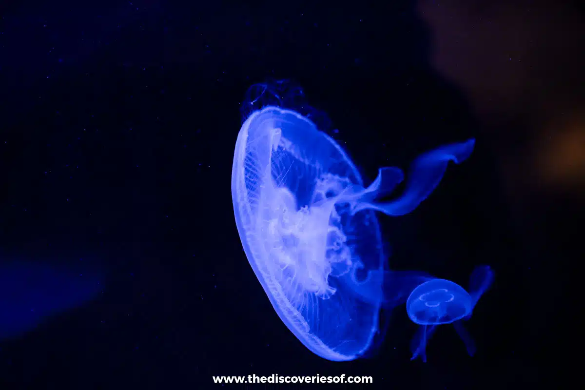 Luminous jellyfish at the museum 