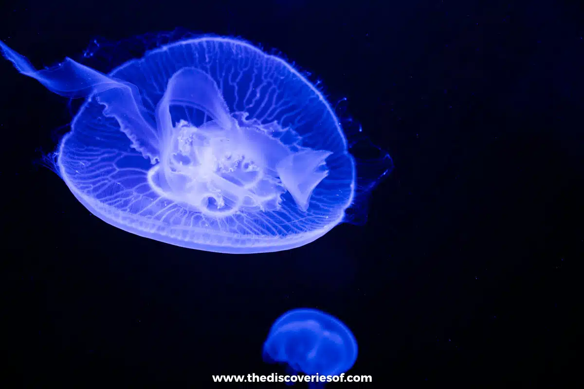 Jellyfish 