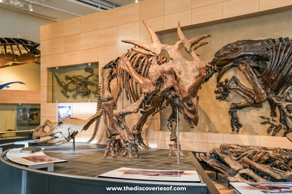 Giant dinosaur fossils 
